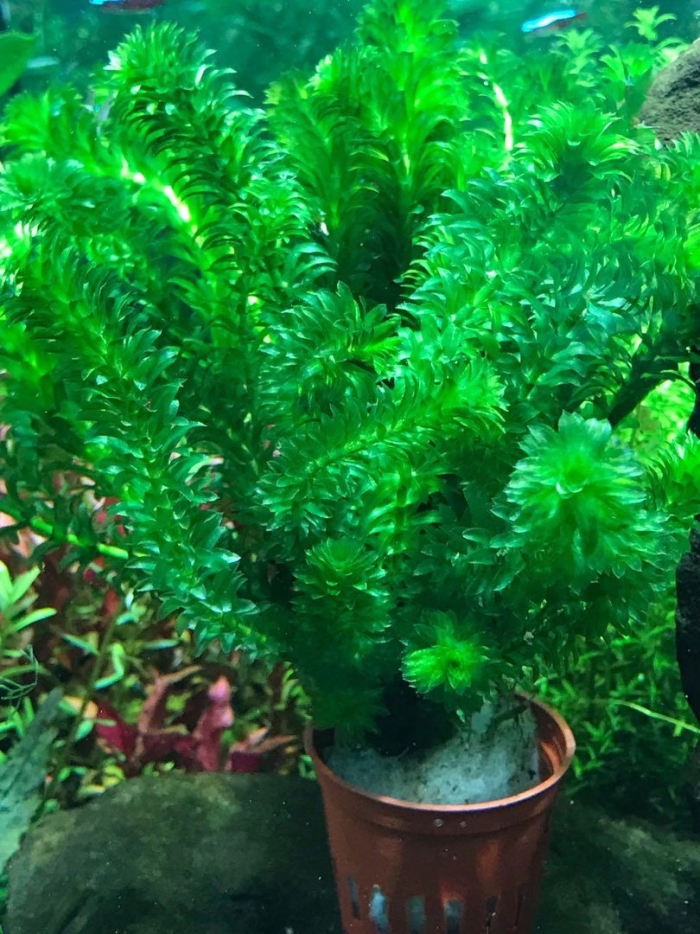 Элодея аквариумное растение