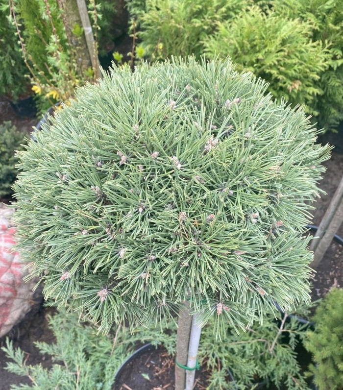 Сосна горная бенджамин