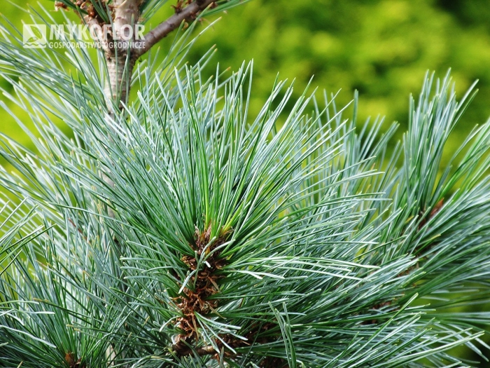 Pinus strobiformis 'loma linda'