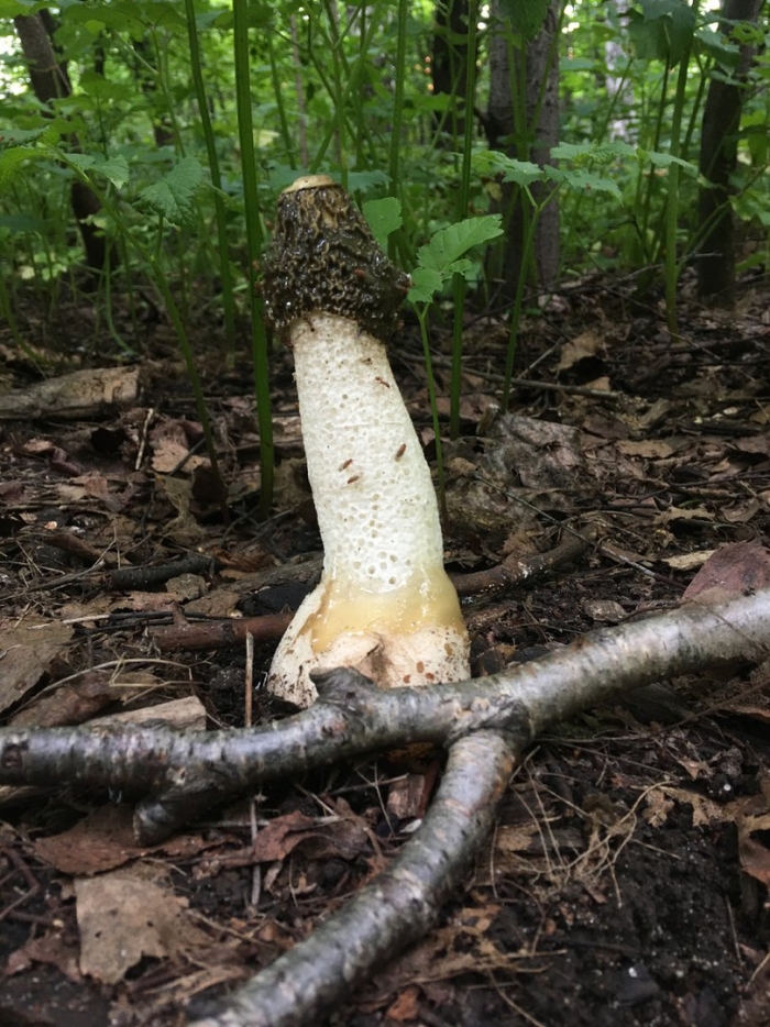 Весёлка обыкновенная гриб