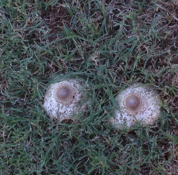 Зонтик пестрый гриб