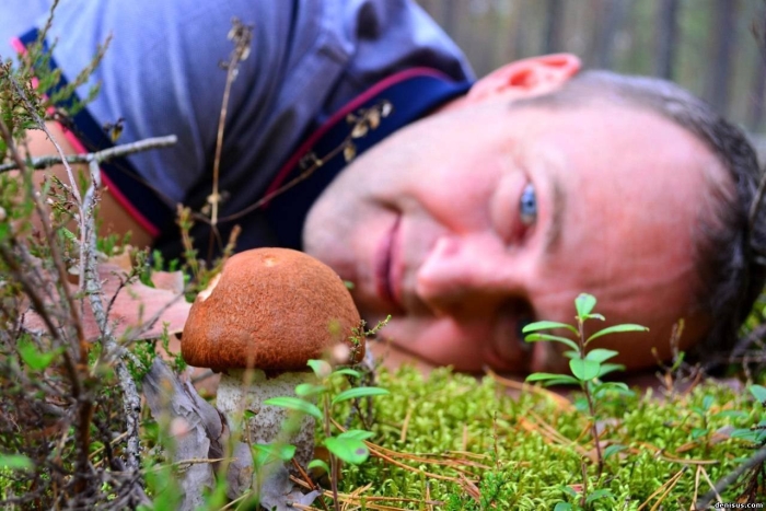 Грибник в лесу