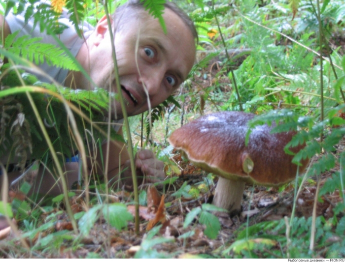 Грибы белый гриб