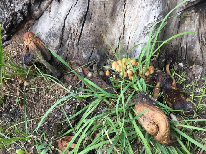 Опята в лесу