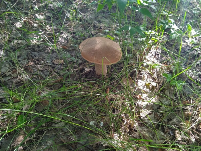 Гриб боровик переросток