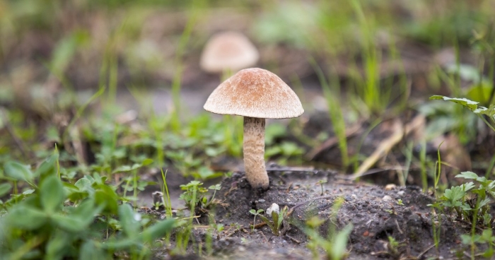 Подберезовик гриб приморский край