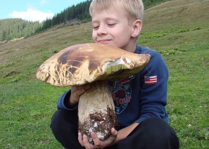 Самый гигантский гриб в мире