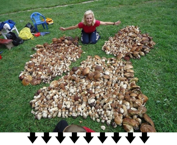 Много грибов