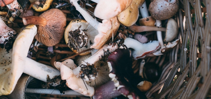 Грибы много