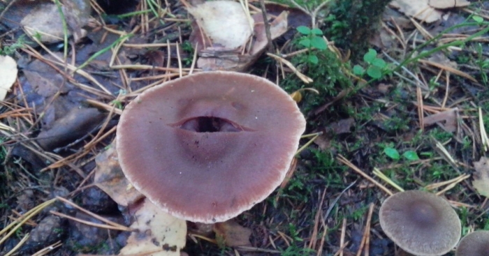 Гриб с глазами