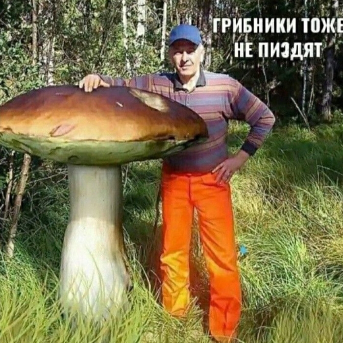 Большие грибы