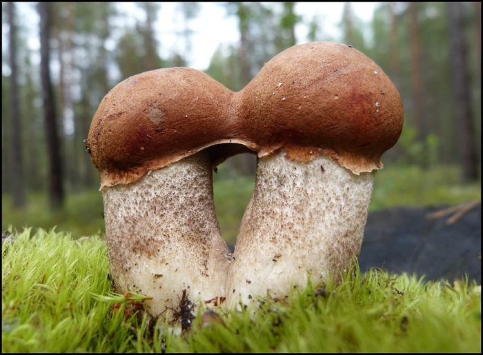 Любимый гриб