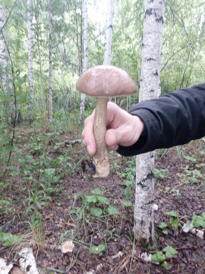 Огромные грибы в лесу