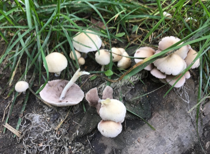 Псатирелла кандолля