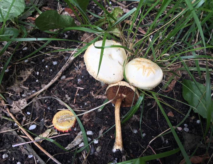 Агроцибе стоповидный