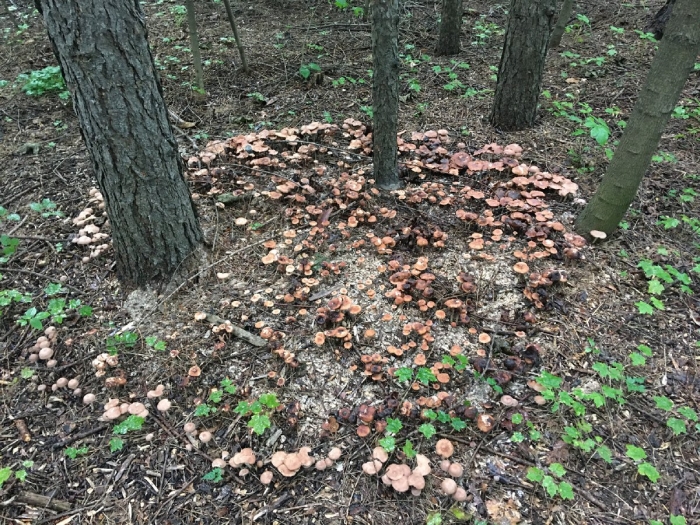 Щепкинский лес грибы сейчас