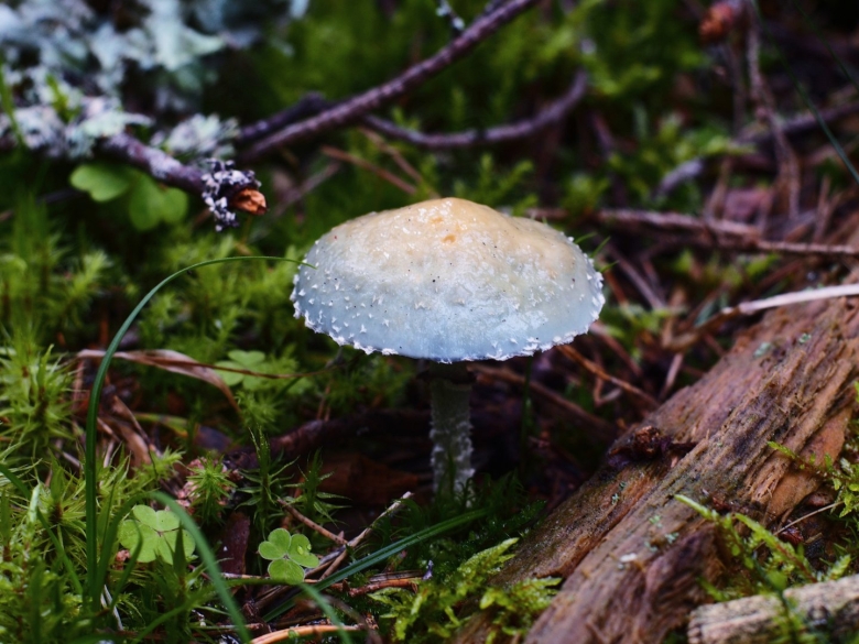 Строфария сине-зелёная stropharia aeruginosa