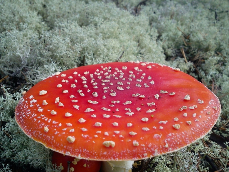 Мухомор Мухоморович