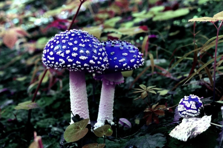 Пантерный мухомор синий