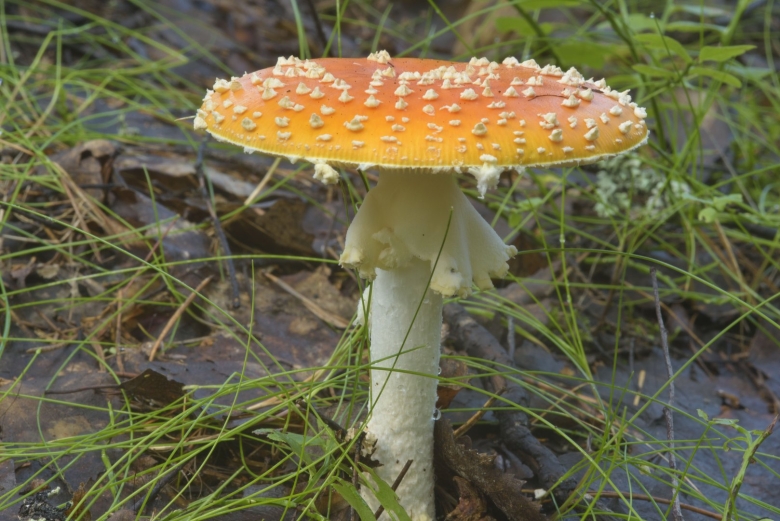 Мухомор Аманита Мускария зеленый