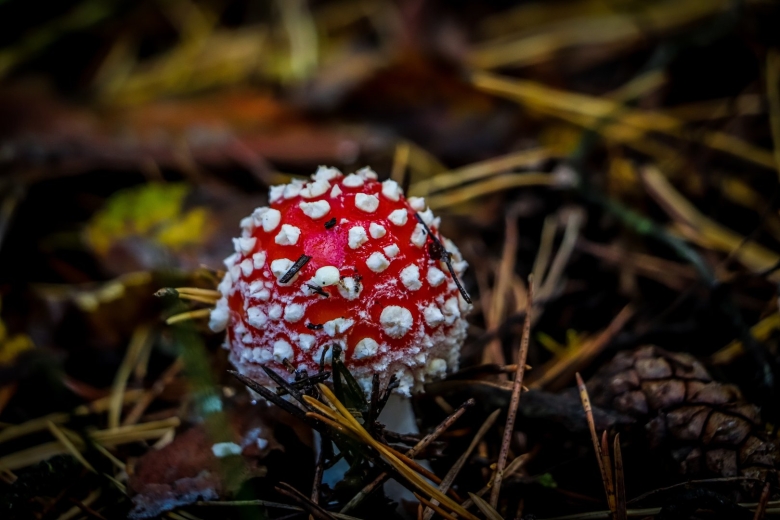 Гриб Amanita argentea