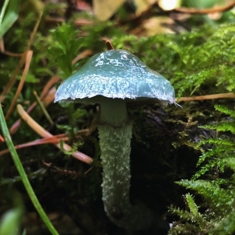 Строфария розовая