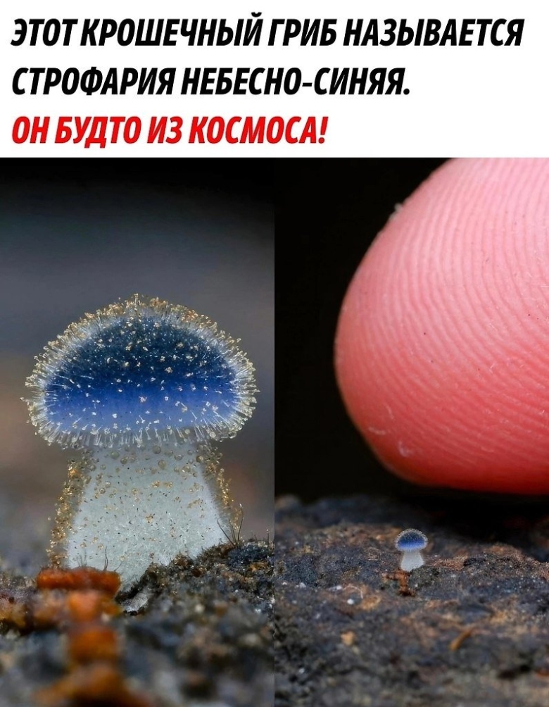 Гриб страфия синезеленая