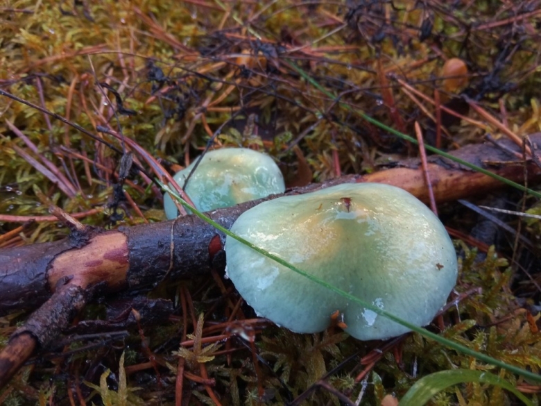 Строфария сине-зелёная строфариевые