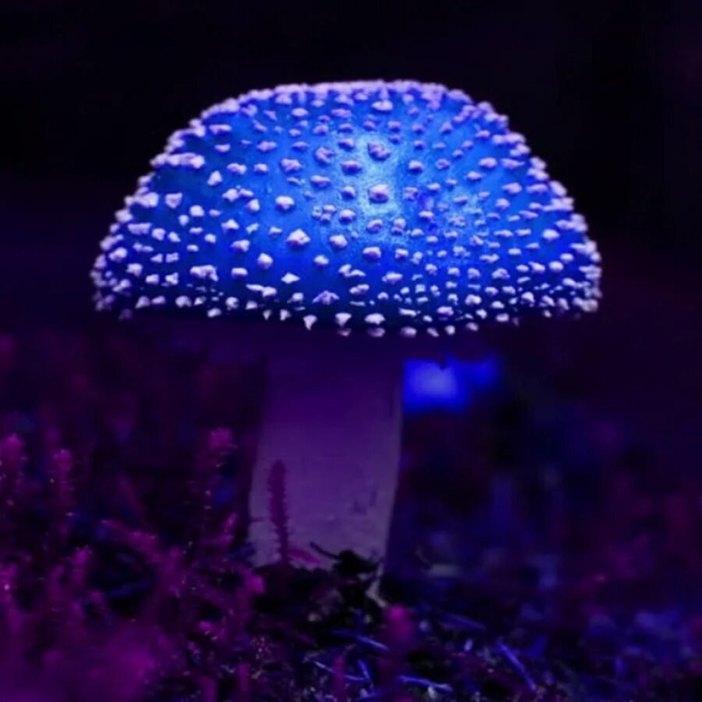 Мухомор Аманита Мускария