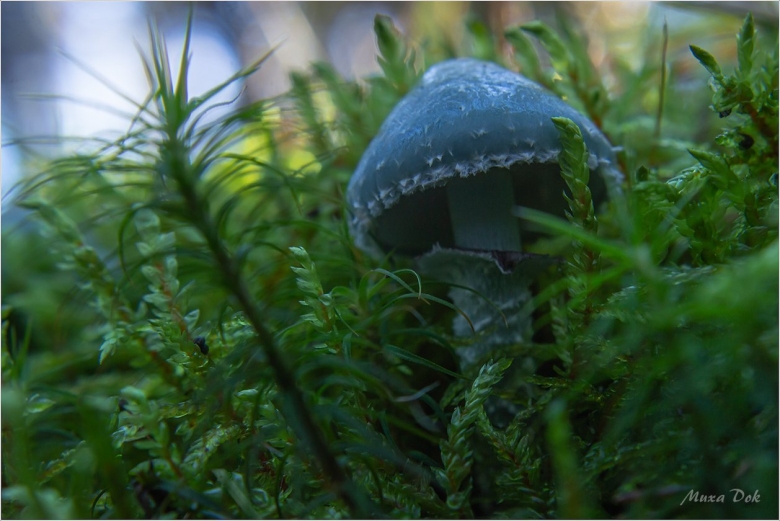 Строфария сине зеленая