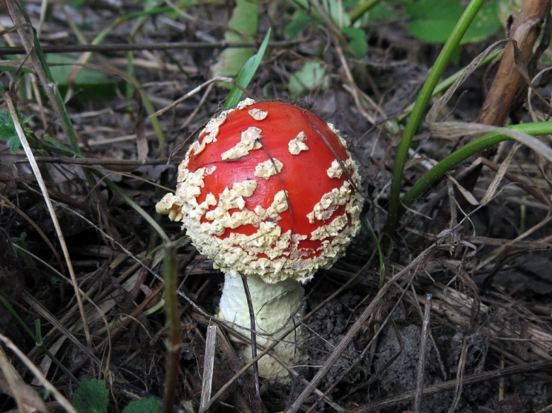 Пантерный мухомор синий