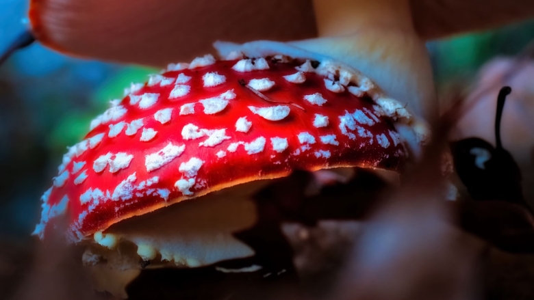 Мухомор это трубчатый гриб