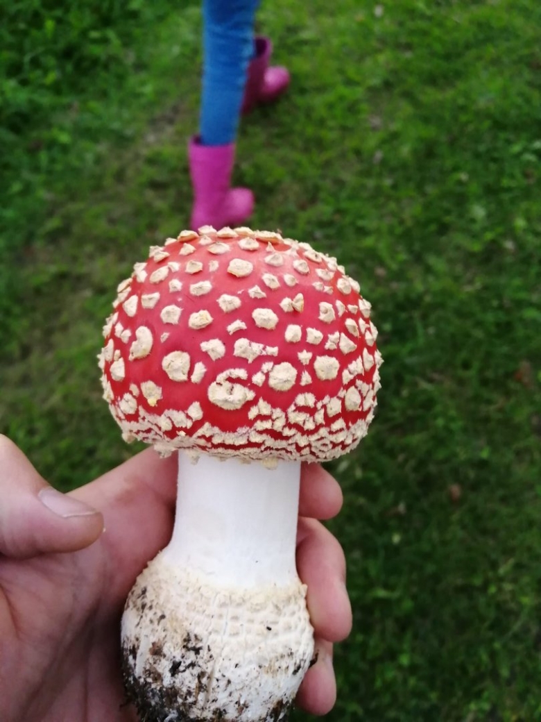 Королевский мухомор микродозинг