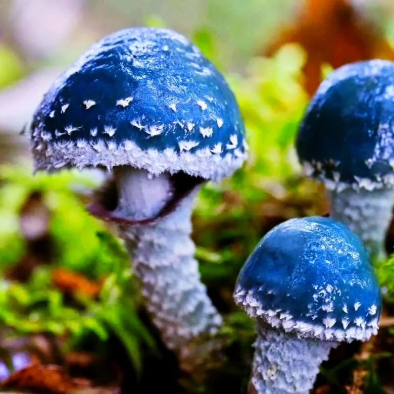 Гриб строфария голубая