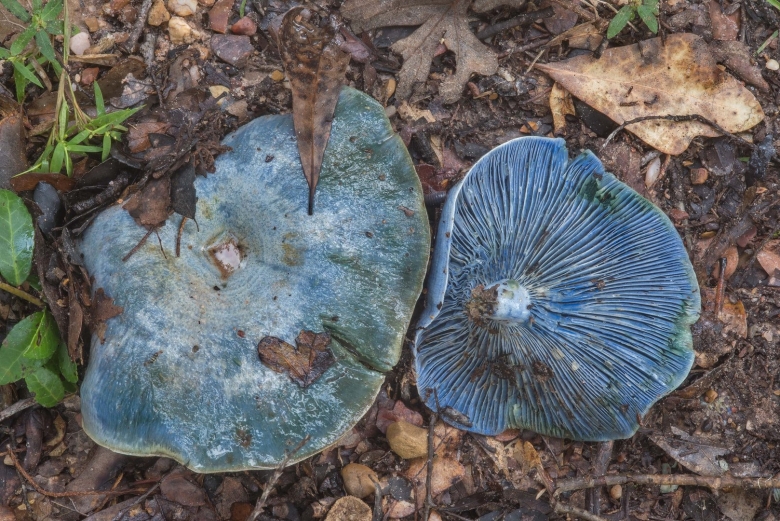 Млечник индиго голубой