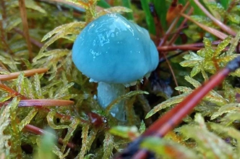 Строфария небесно синяя