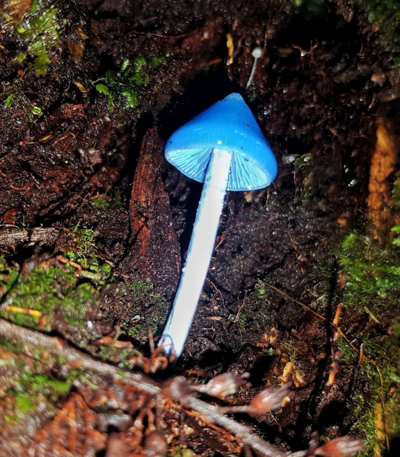 Голубой гриб Entoloma hochstetteri