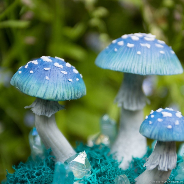 Пантерный мухомор синий
