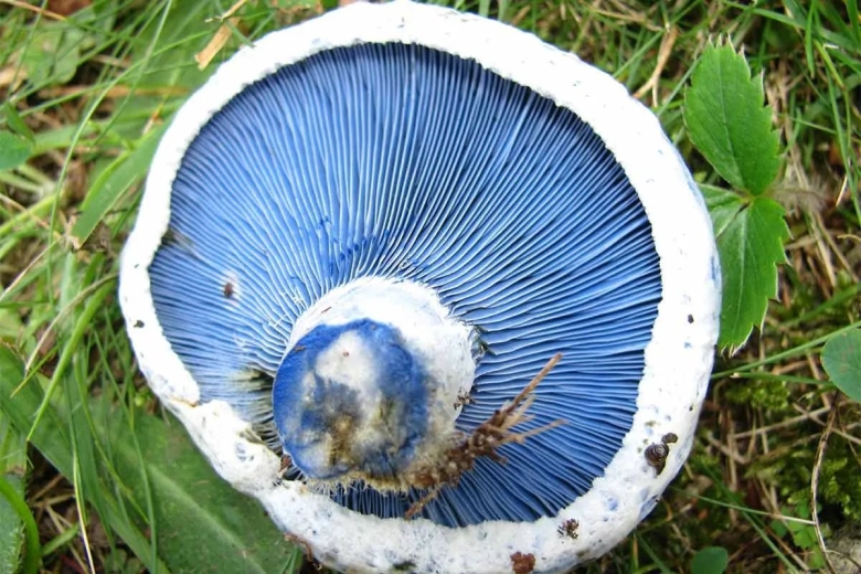 Млечник голубой гриб
