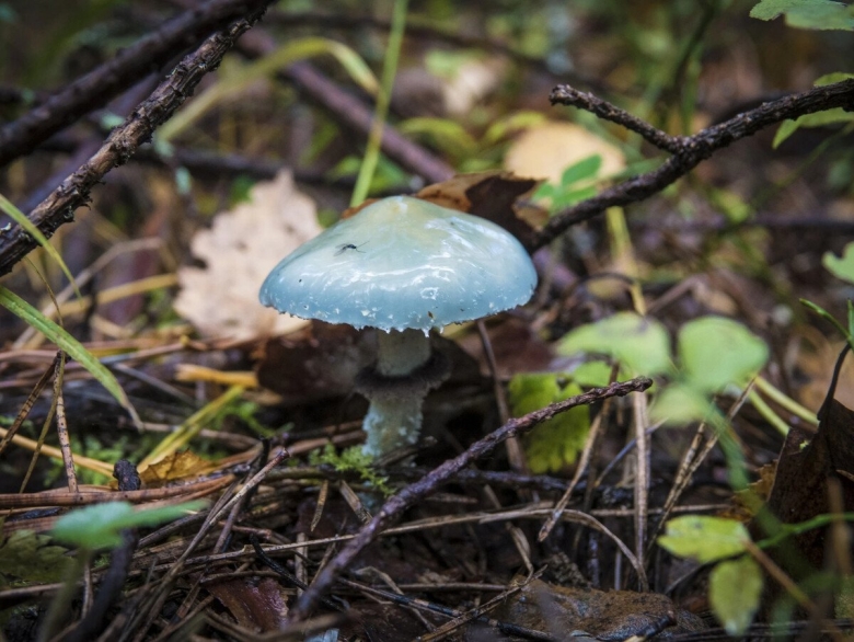 Гриб строфария сине зеленая