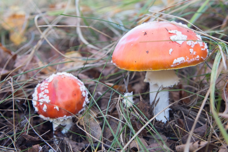 Маленький мухомор