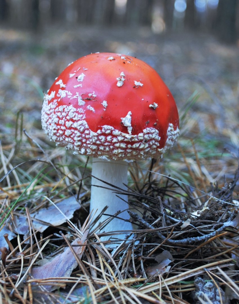 Грибы Аманита Мускария