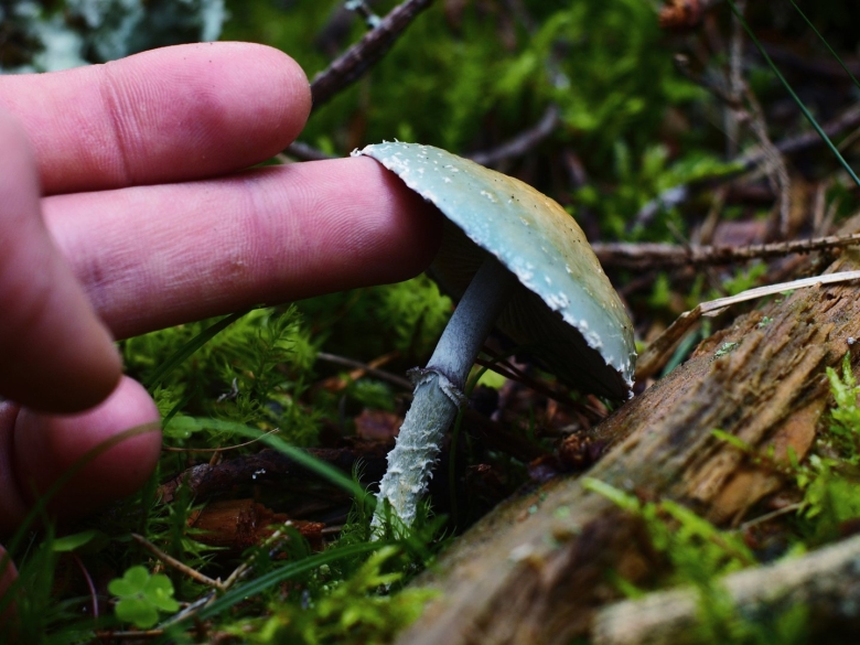 Гриб страфия синезеленая