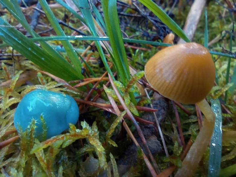 Строфария сине зелёная гриб
