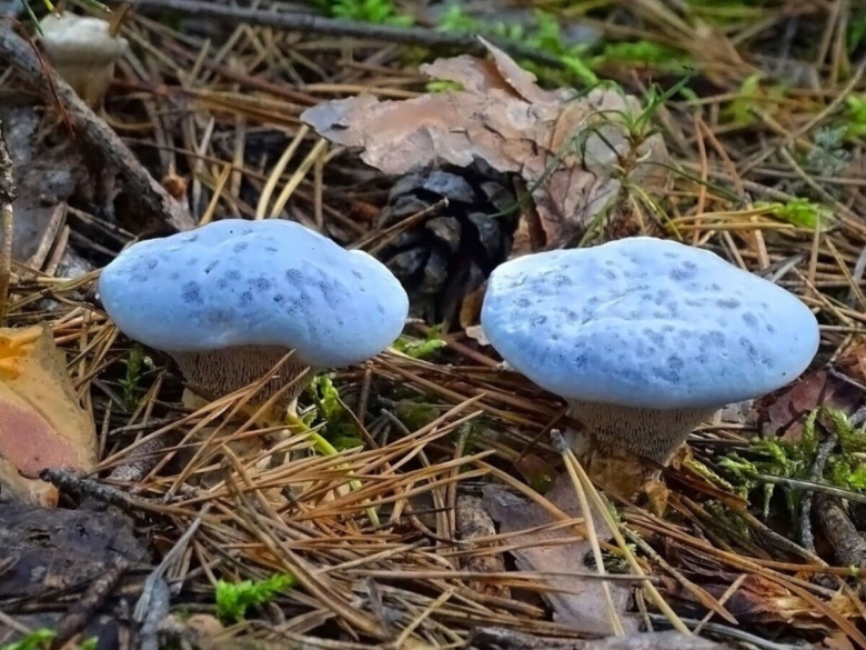 Гриб Гиднеллум Кровавый