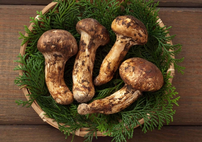 Рядовка мацутакэ