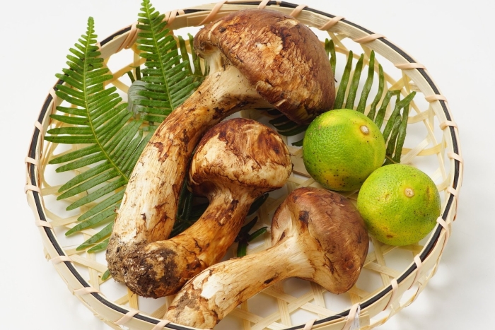 Японские грибы мацутаке