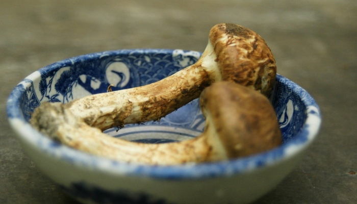 Гриб мацутакэ