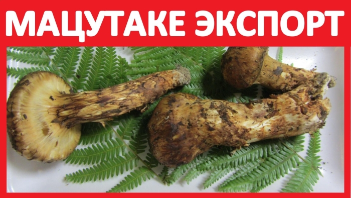 Гриб мацутакэ