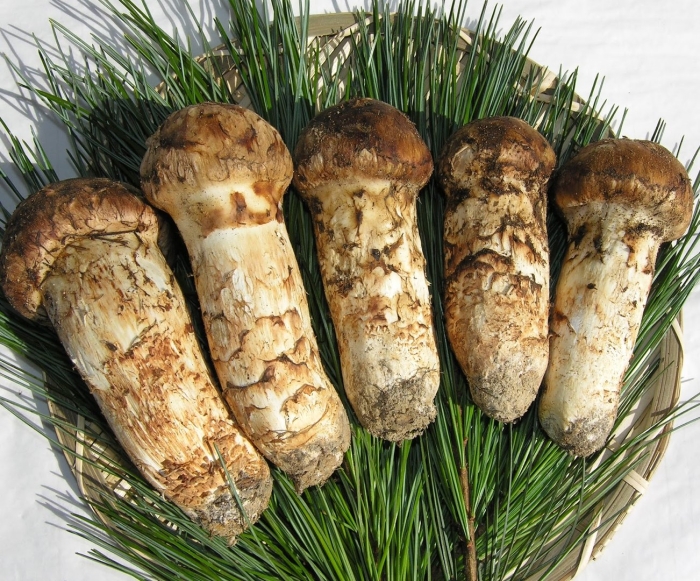 Гриб мацутакэ